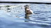 Nager en eau froide