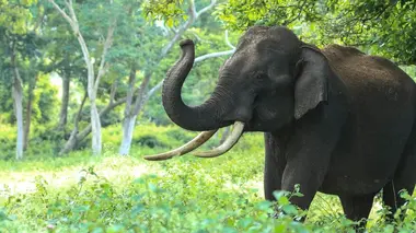 100 jours au zoo du Pal