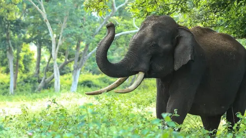 Casting 100 jours au zoo du Pal