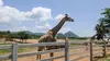 100 jours avec les animaux de Cerza, le plus grand zoo de Normandie