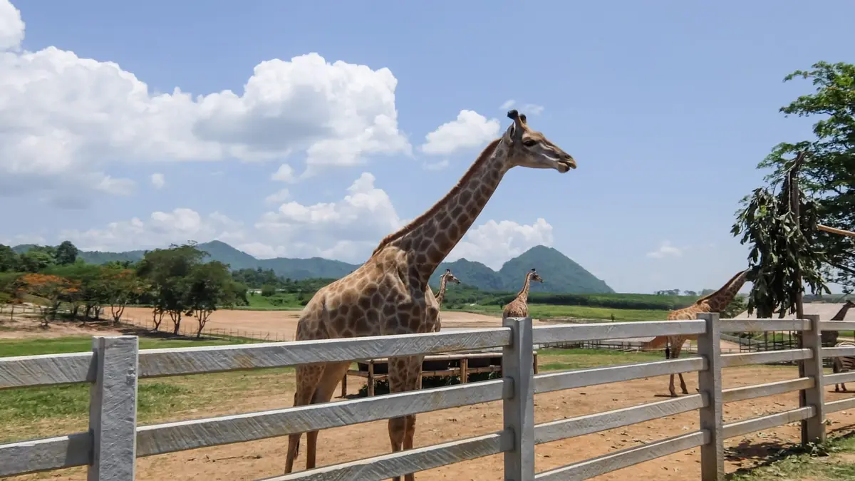 100 jours avec les animaux de Cerza, le plus grand zoo de Normandie 100 jours avec les animaux de Cerza