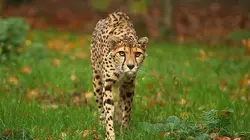 100 jours avec les animaux de Cerza, le plus grand zoo de Normandie