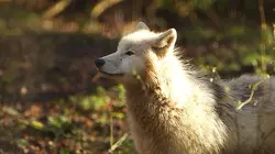 100 jours avec les animaux de Cerza, le plus grand zoo de Normandie