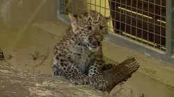 100 jours avec les animaux de Thoiry