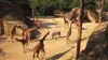 100 jours avec les animaux du Bioparc de Doué-la-Fontaine