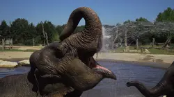 Visuel de 100 jours avec les animaux du Pal : le plus grand zoo d'Auvergne