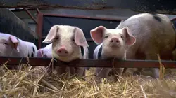100 jours avec les animaux du Puy du Fou