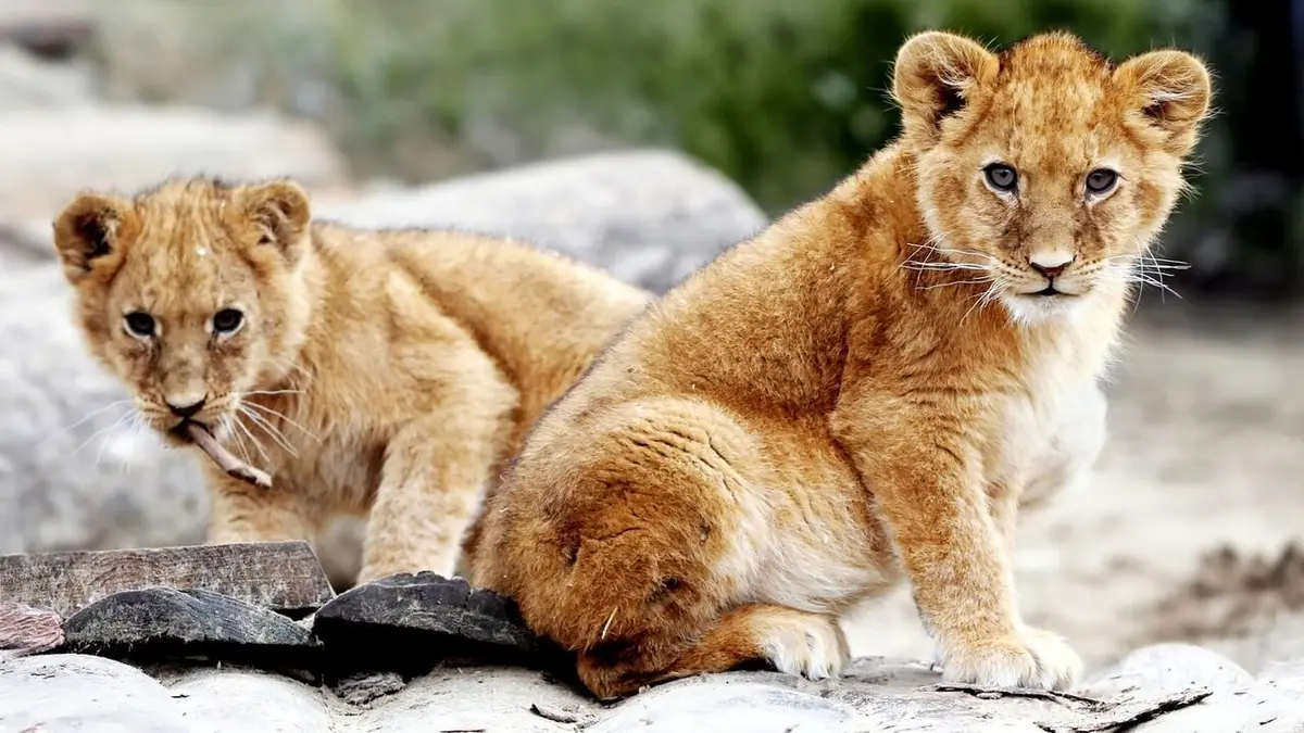 100 jours avec les animaux du zoo 100 jours avec les animaux du Bioparc de Doué-la-Fontaine