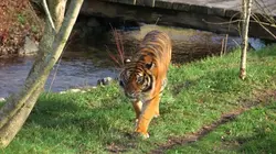 100 jours avec les animaux du zoo 100 jours avec les animaux du Pal : le plus grand zoo d'Auvergne (1)