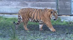 100 jours avec les animaux du zoo