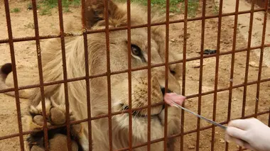 100 jours avec les animaux du zoo
