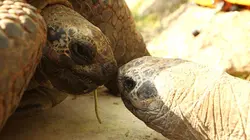 100 jours avec les animaux du zoo