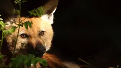 100 jours avec les animaux du zoo