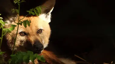 100 jours avec les animaux du zoo