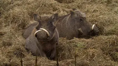 100 jours avec les animaux de Thoiry