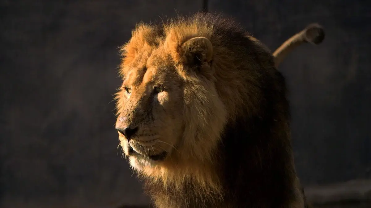 100 jours avec les animaux du zoo 100 jours avec les animaux de Banfréré