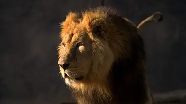 100 jours avec les animaux de Banfréré