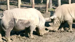 100 jours avec les animaux du Zoo de Paris