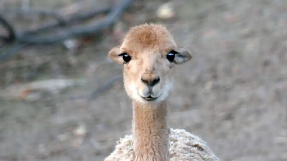 100 jours avec les animaux du Zoo de Paris