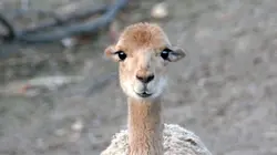 100 jours avec les animaux du Zoo de Paris