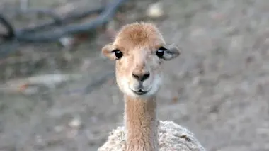 100 jours avec les animaux du Zoo de Paris