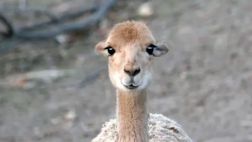100 jours avec les animaux du Zoo de Paris