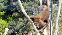 100 jours avec les animaux du Zoo Sigean