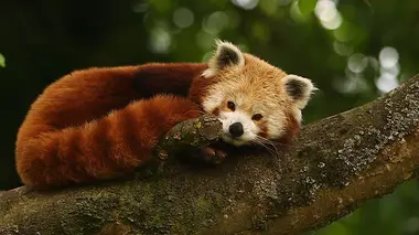 100 jours avec les animaux du Zoo Sigean La réserve africaine de Sigean