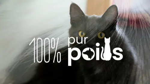 Épisodes de 100% pur poils