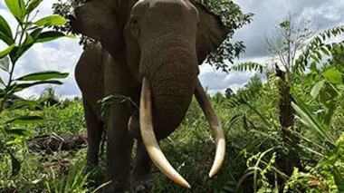 Les victimes de l'huile de palme