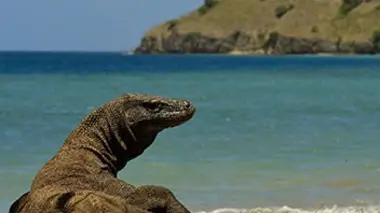 Les dragons de Komodo