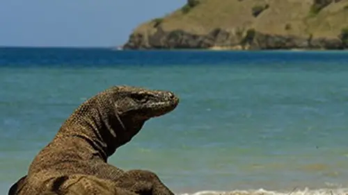 1000 jours pour la planète S02E00 Les dragons de Komodo