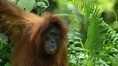 Les derniers orangs-outans de Sumatra
