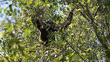 Le sauvetage des gibbons