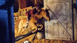 12 chiens pour Noël