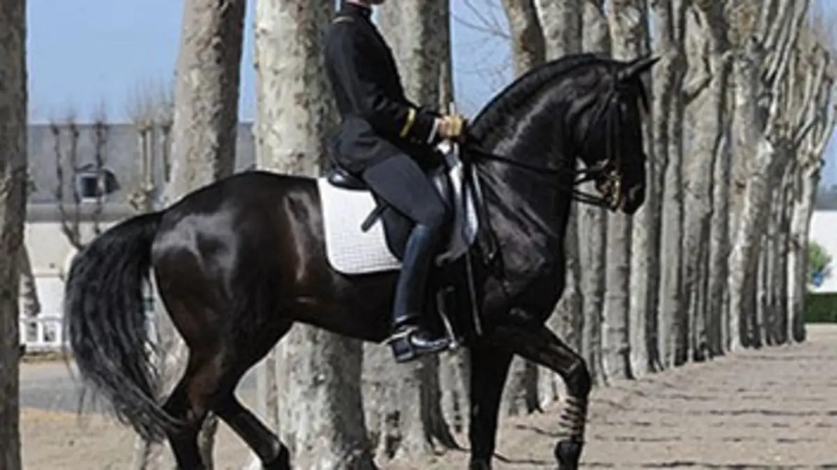12e Congrès international en sciences de l'équitation