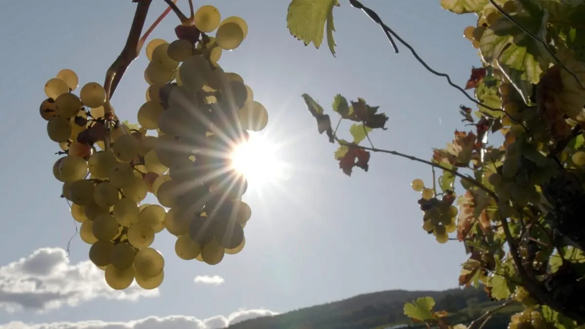 1985 : Le scandale des vins frelatés