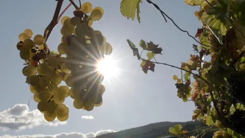 1985 : Le scandale des vins frelatés