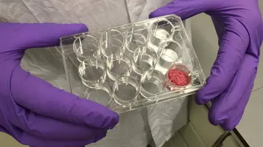 Se nourrir sans animaux