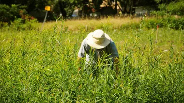 Se nourrir sans environnement sain