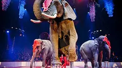 Sur Gulli à 22h25 : 20e Festival international du cirque de Massy