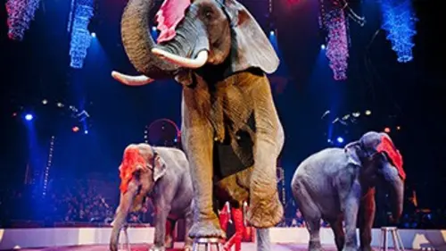 20e Festival international du cirque de Massy