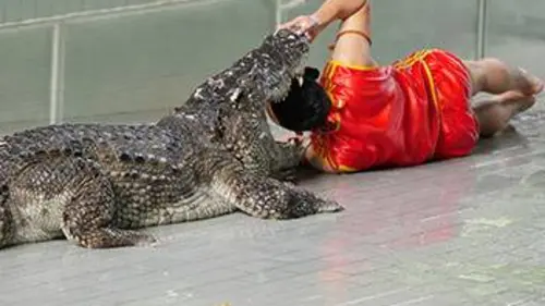 24 heures danger ! S01E03 Dompteur d'animaux sauvages