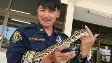 Chasseur d'animaux venimeux