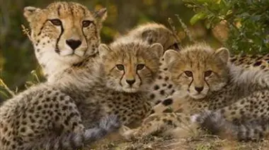 Félins, une vie de chasseur