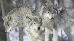 Visuel de 24 heures dans la nature