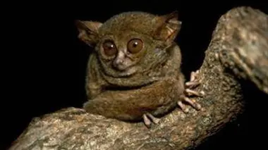 Dans les forêts des Indes orientales