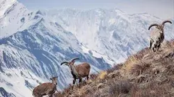 Visuel de 24 heures dans la nature
