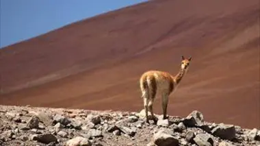 Atacama, survivre dans le désert