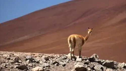 24 heures dans la nature S01E02 Atacama, survivre dans le désert